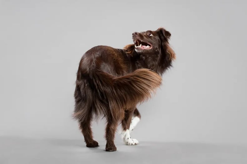 10 Fun Dog Tricks to Teach Your Dog